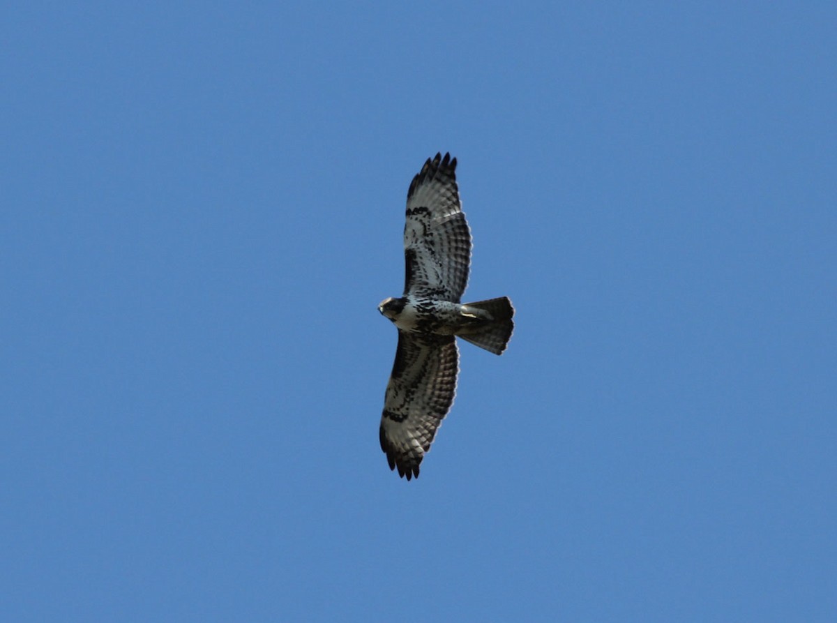 Red-tailed Hawk - ML88995531