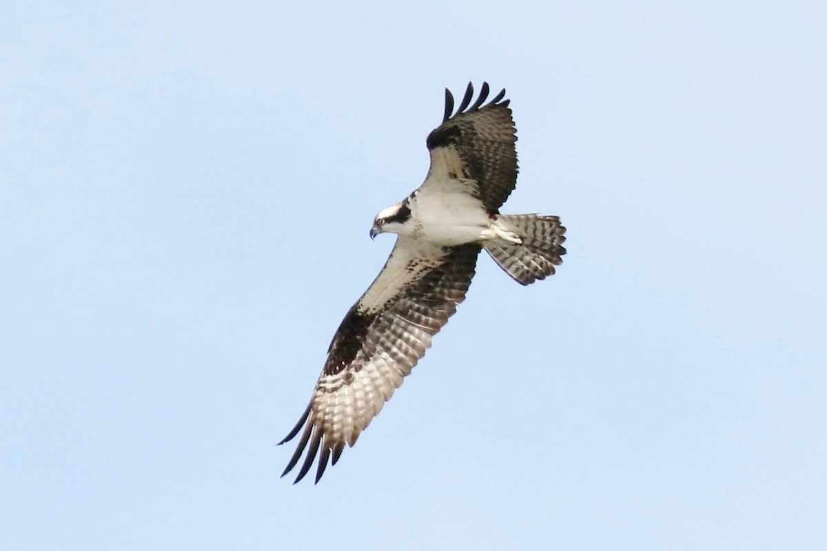 Osprey - ML88995761