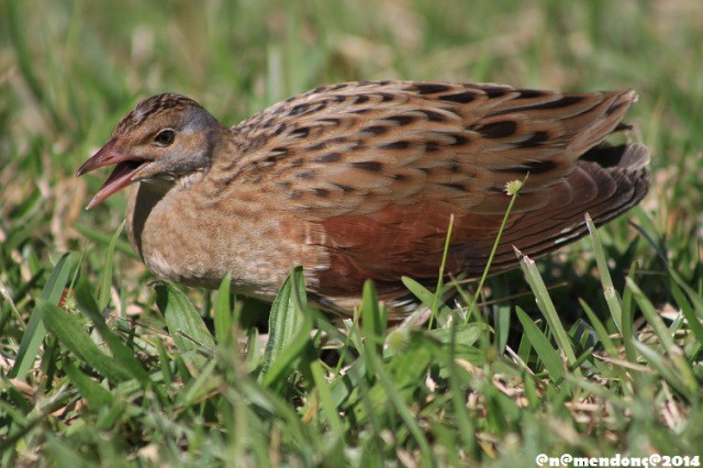 Corn Crake - Ana Mendonça