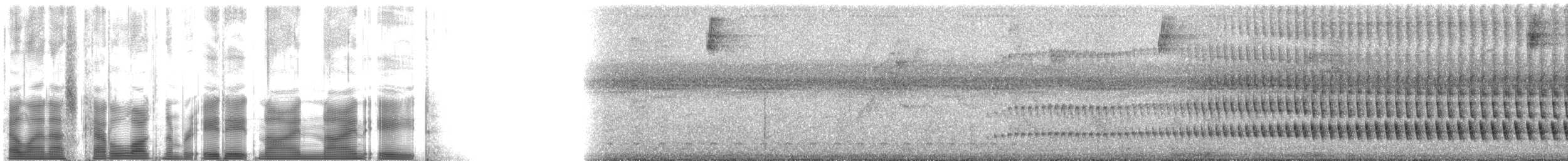 Perlhals-Baumsteiger (paraensis/moniliger) - ML88998