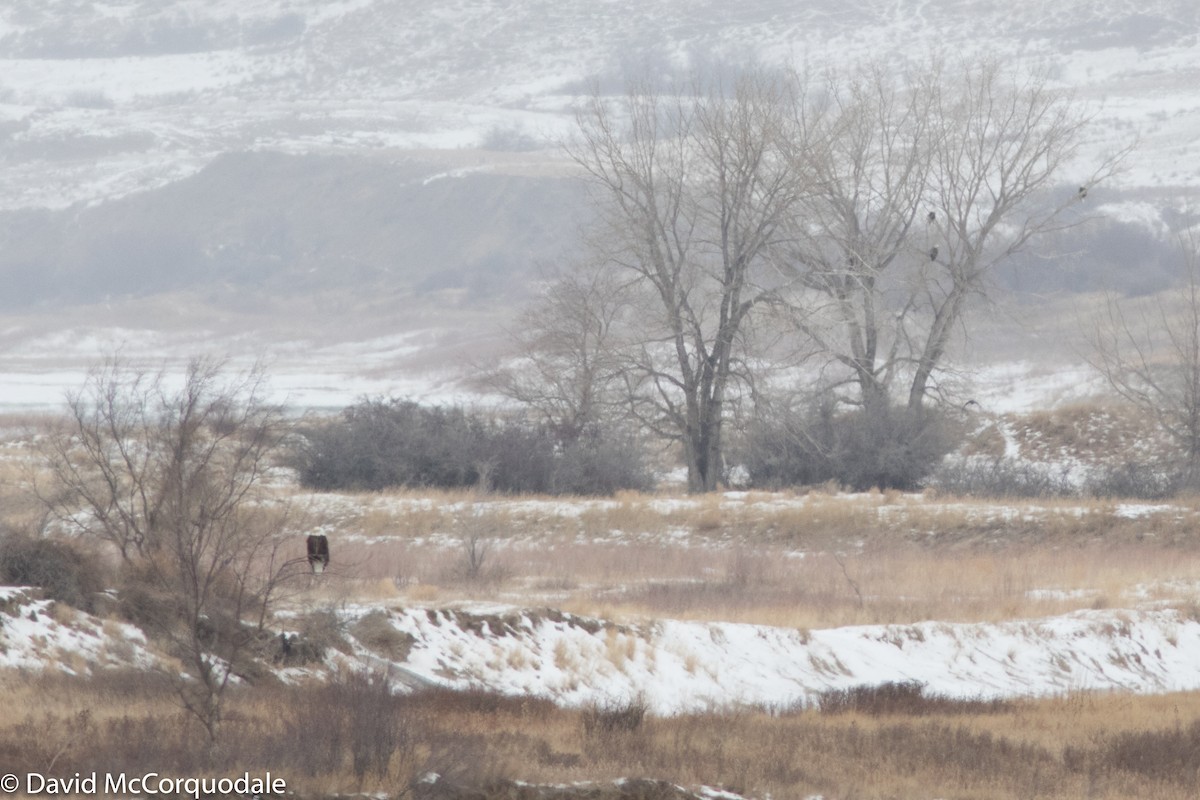 Bald Eagle - ML88999591