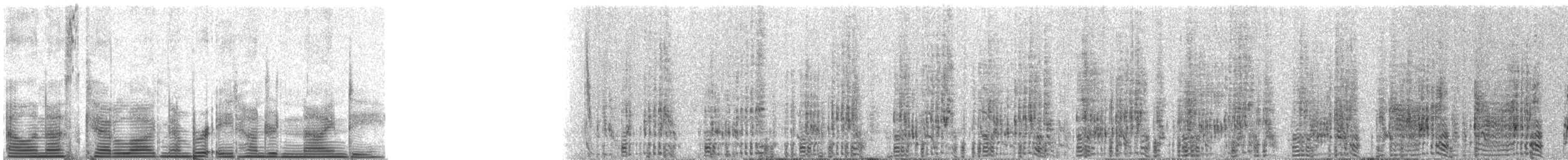 tučňák skalní - ML890