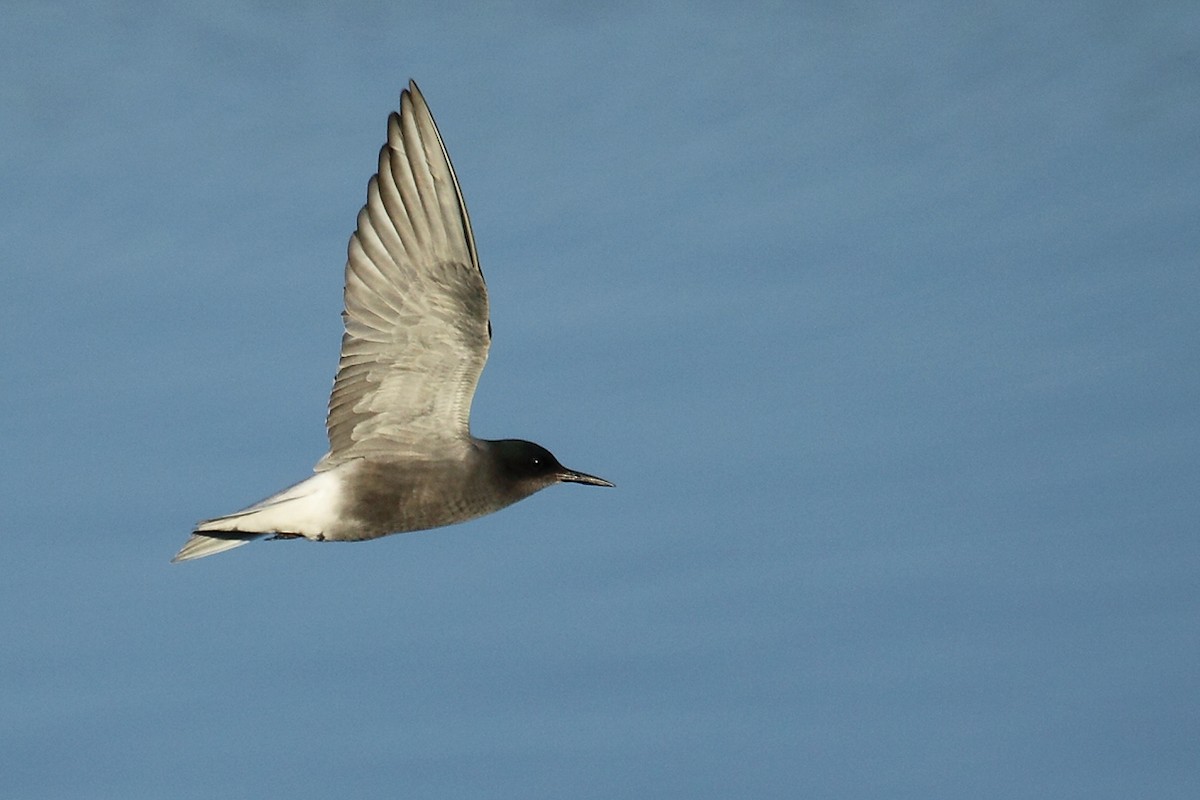 Black Tern - António Gonçalves