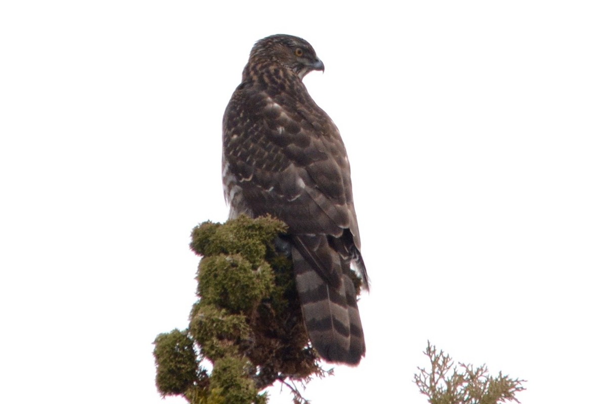 American Goshawk - ML89002551