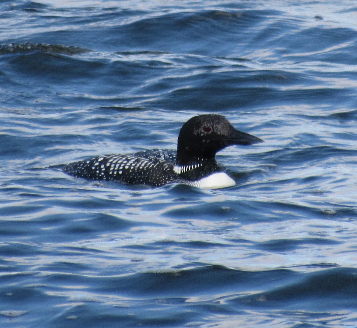 Plongeon huard - ML89003281