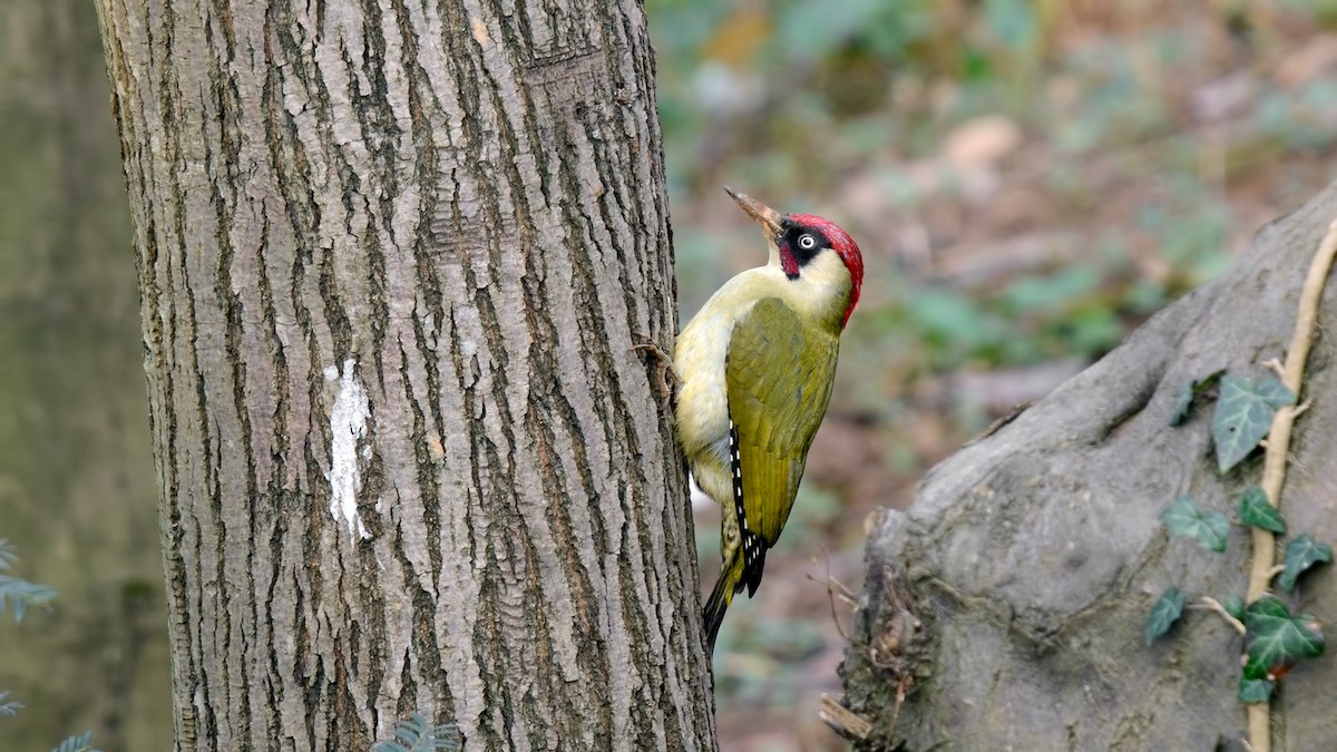Eurasian Green Woodpecker - ML89004051