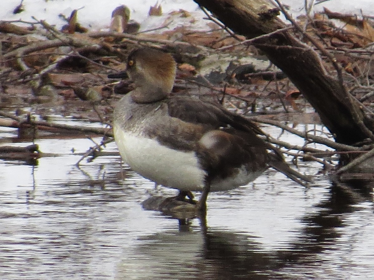 Hooded Merganser - ML89006181