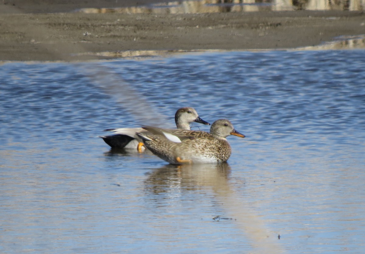 Gadwall - Marya Moosman