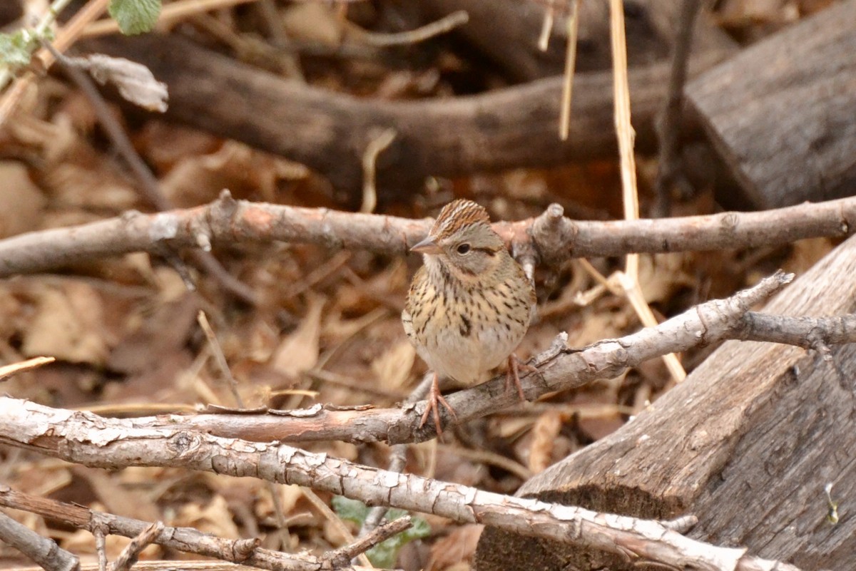 Lincoln's Sparrow - ML89011461