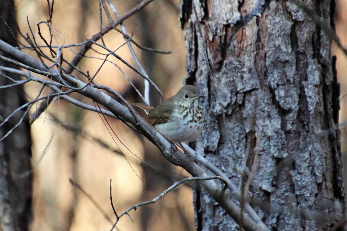 Hermit Thrush - ML89012991