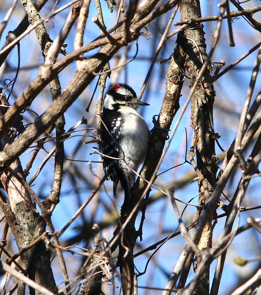Downy Woodpecker - ML89013241