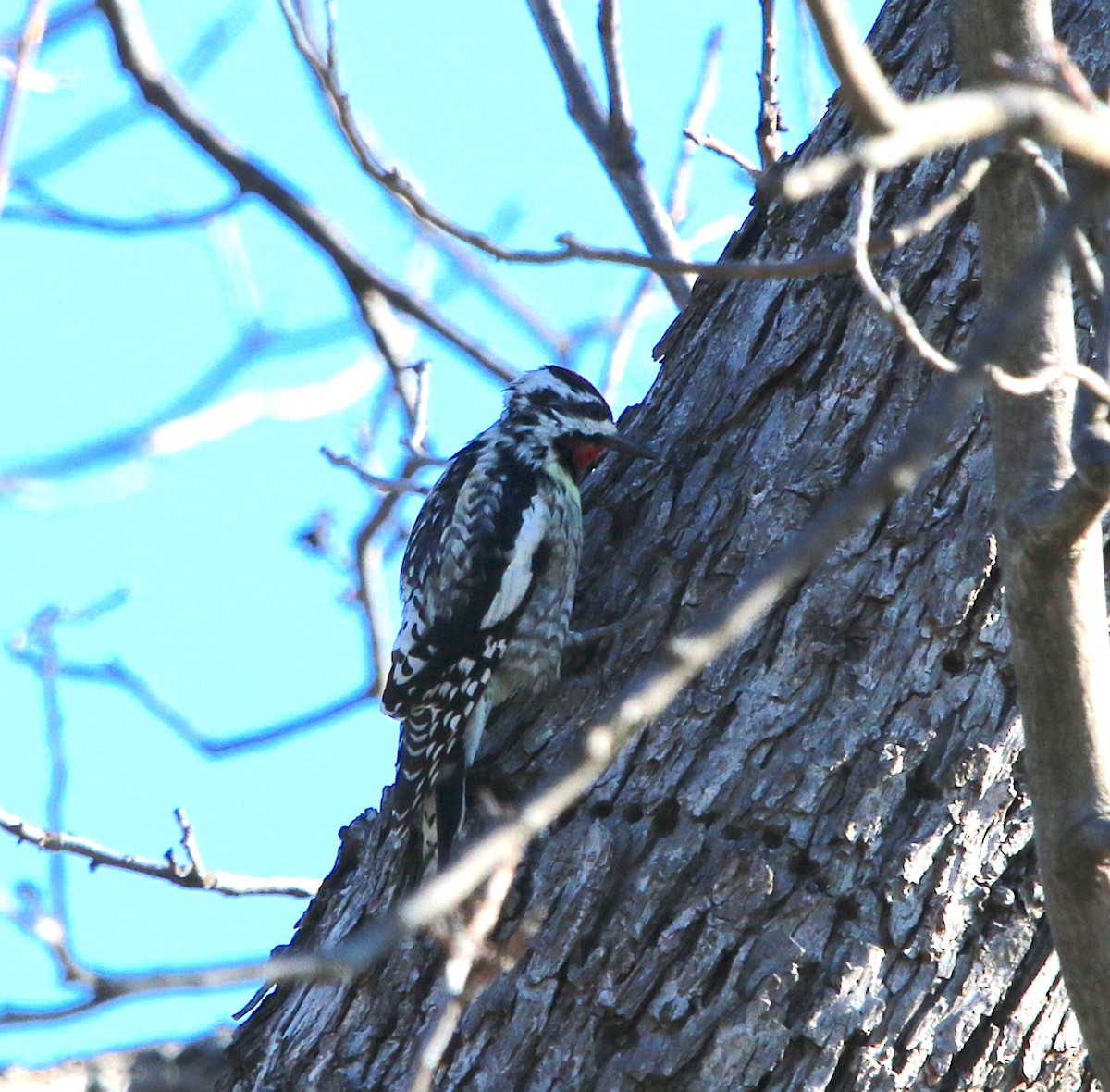 Yellow-bellied Sapsucker - ML89013361