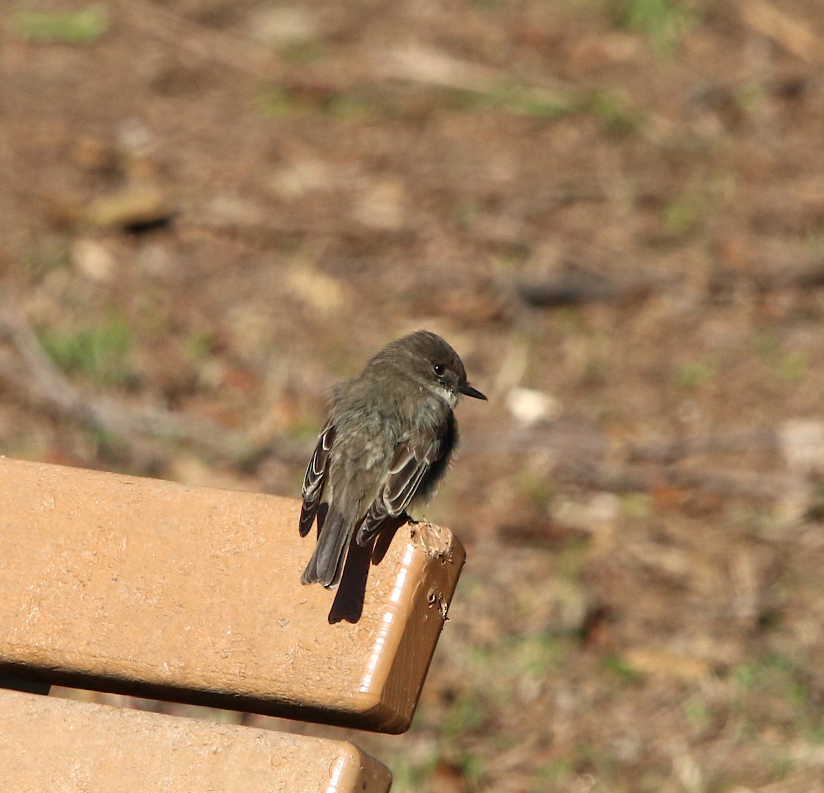 Eastern Phoebe - ML89013491