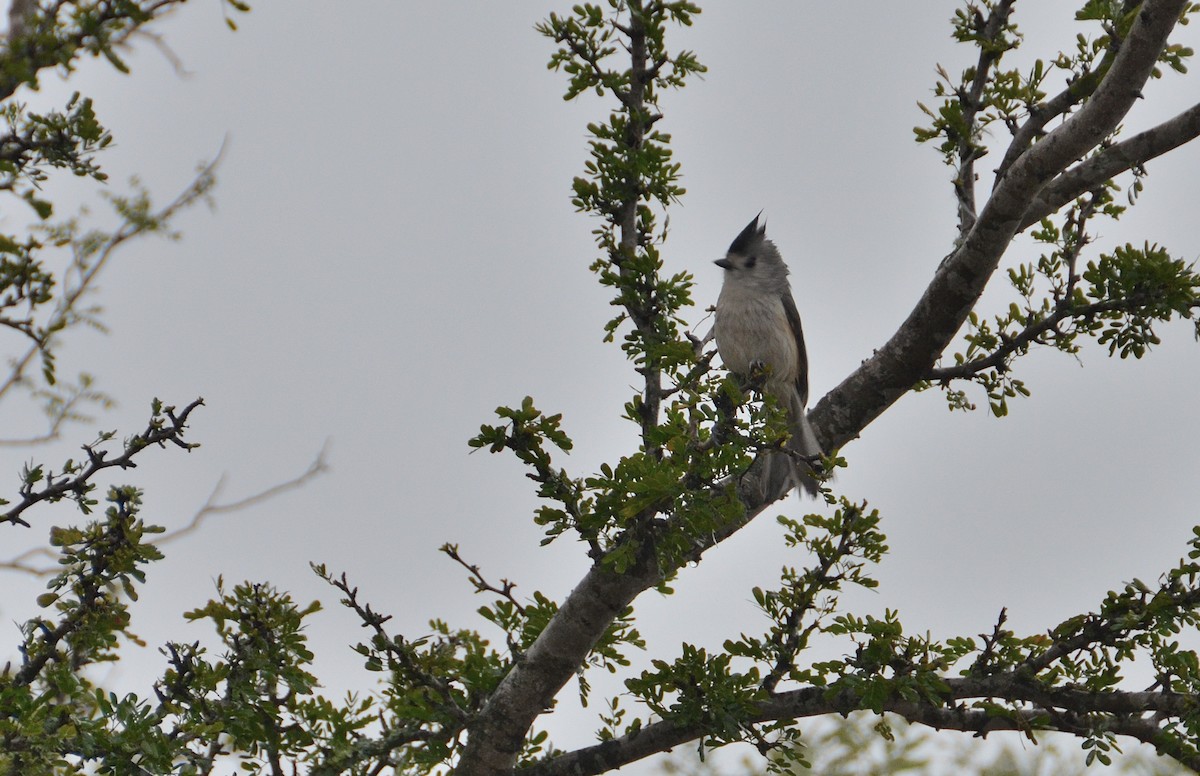 Black-crested Titmouse - ML89013691