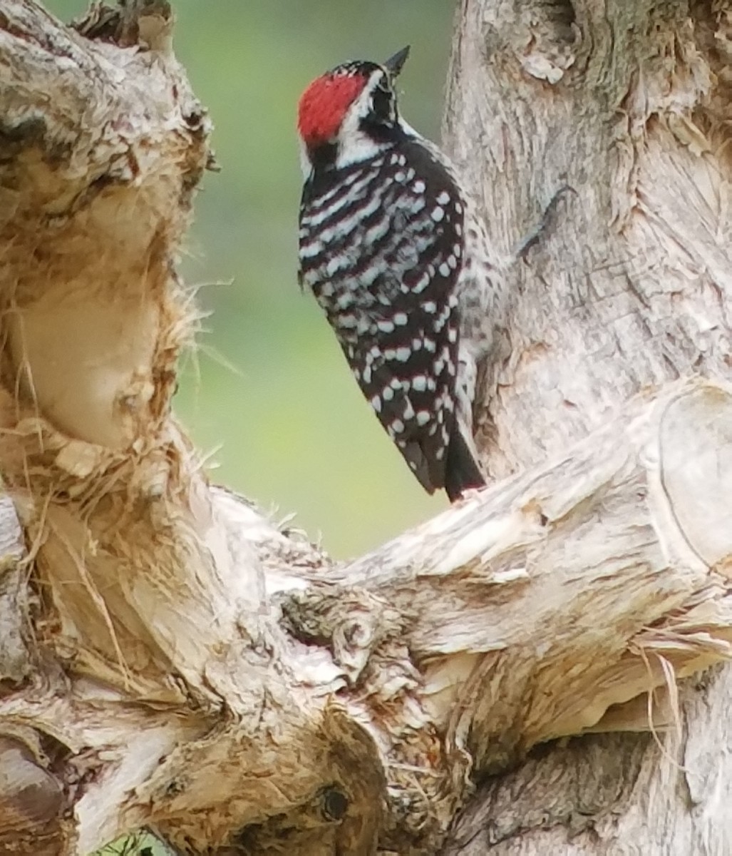 Nuttall's Woodpecker - ML89017531