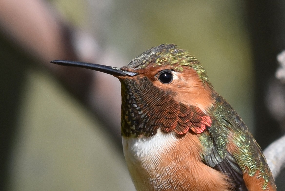 Allen's Hummingbird - ML89023481