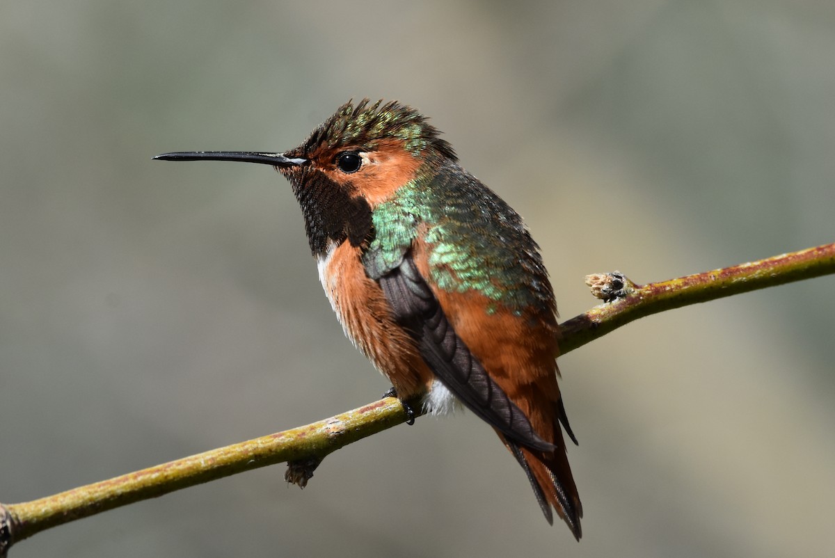 Allen's Hummingbird - ML89023701