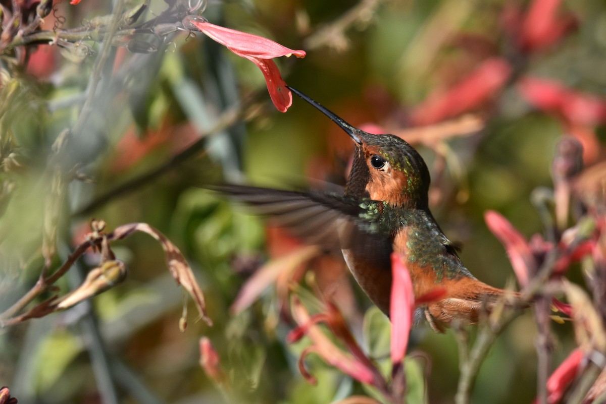 Colibrí de Allen - ML89023711