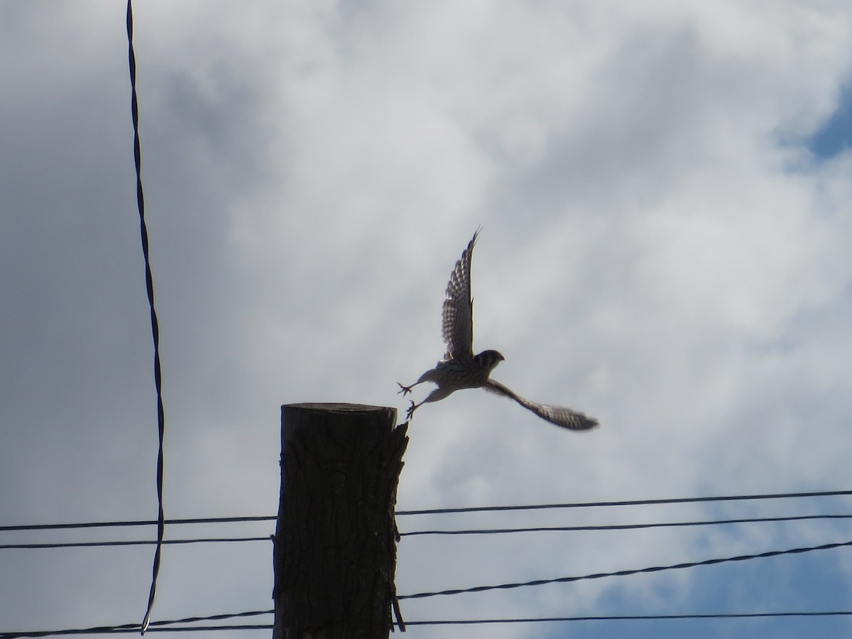 American Kestrel - ML89023831