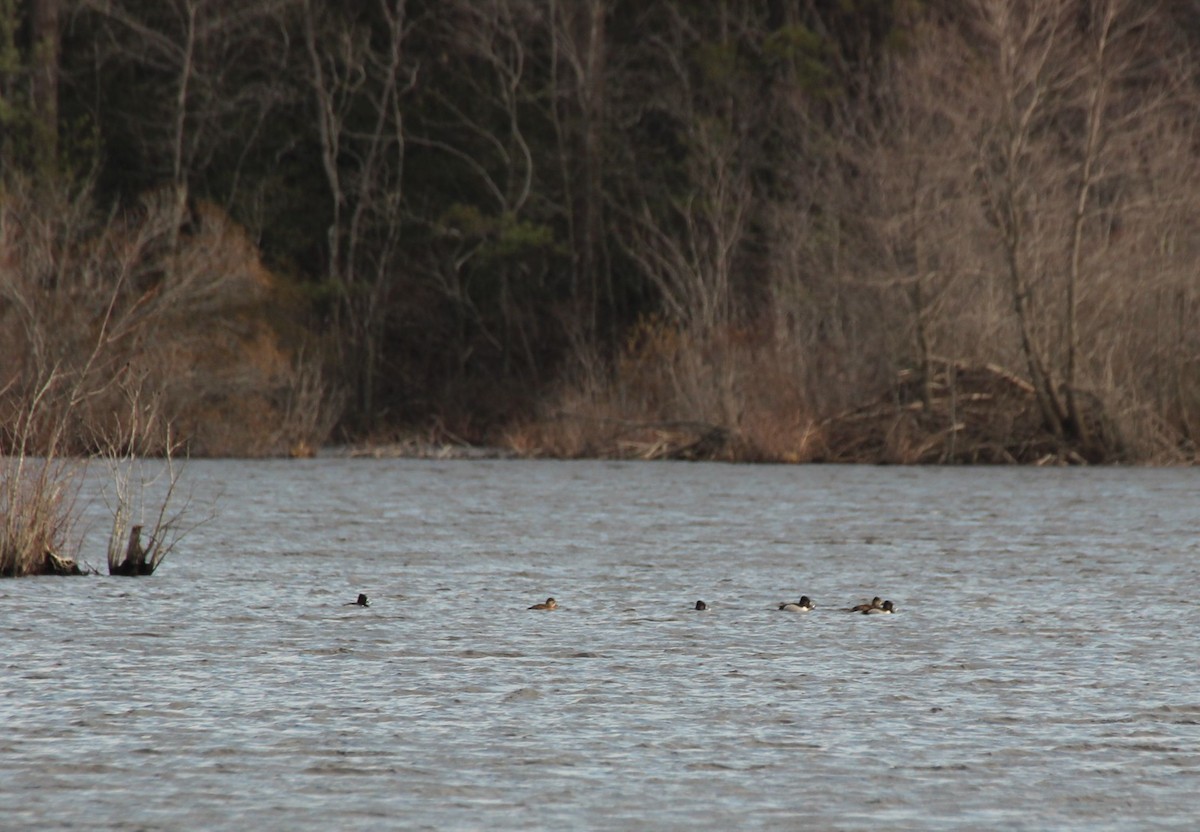Ring-necked Duck - Nancy Cunningham
