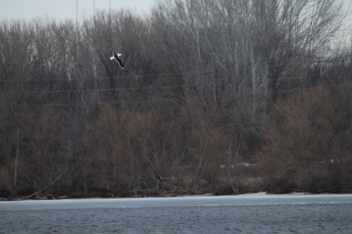 Great Black-backed Gull - ML89025261