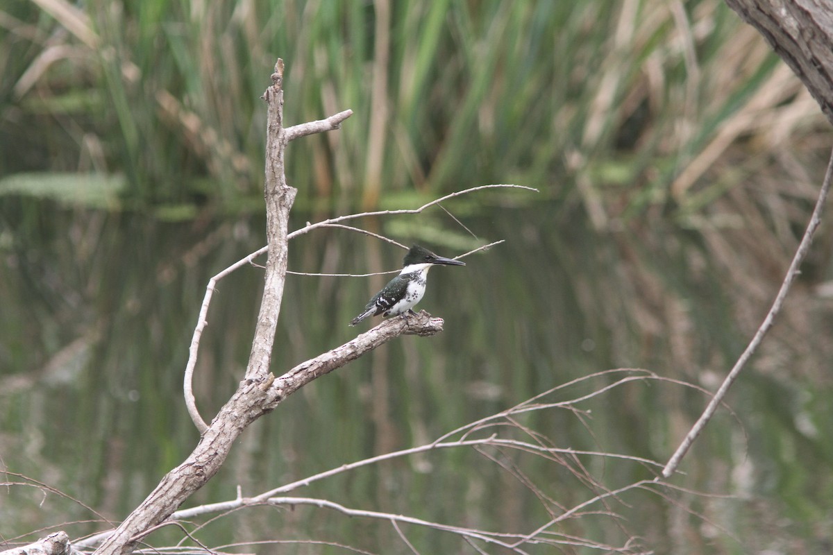 Green Kingfisher - ML89027731