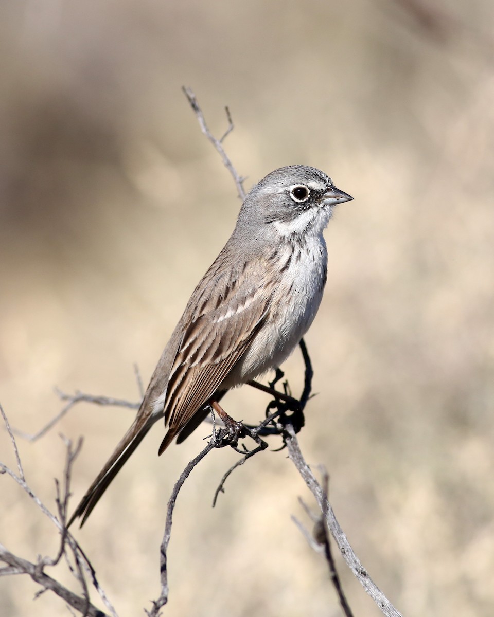 Sagebrush/Bell's Sparrow (Sage Sparrow) - Marceline VandeWater