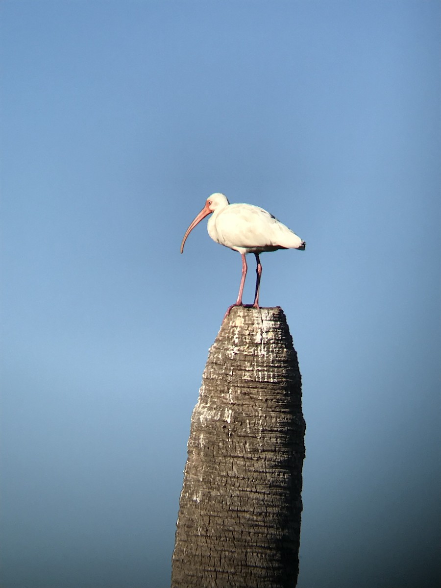 White Ibis - ML89029911