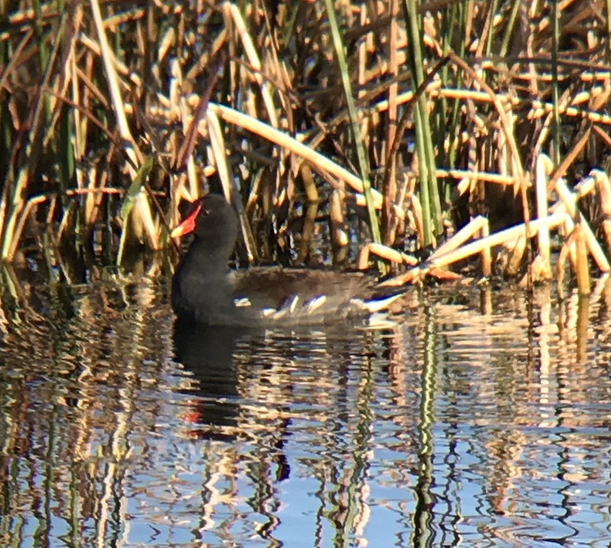 Common Gallinule - ML89030491