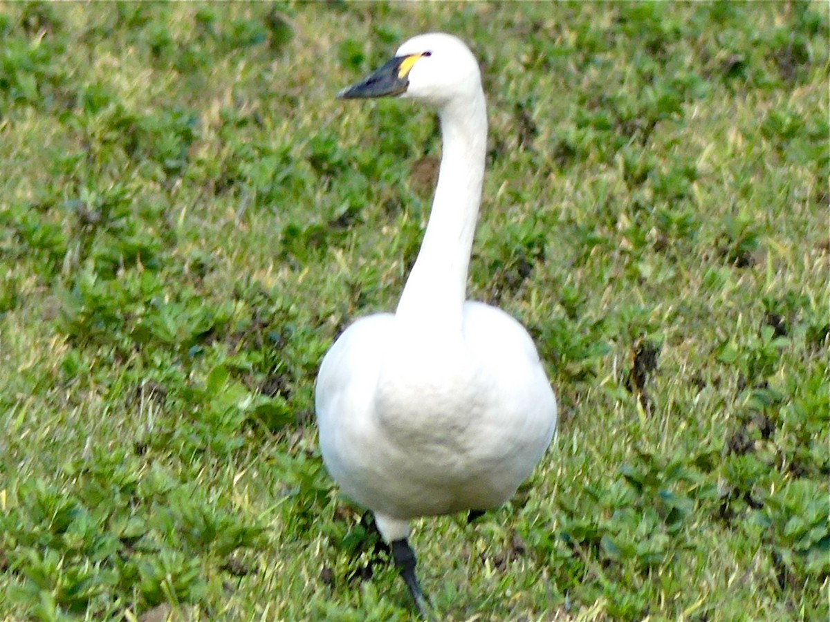 Tundra Swan (Whistling) - Philip Dickinson