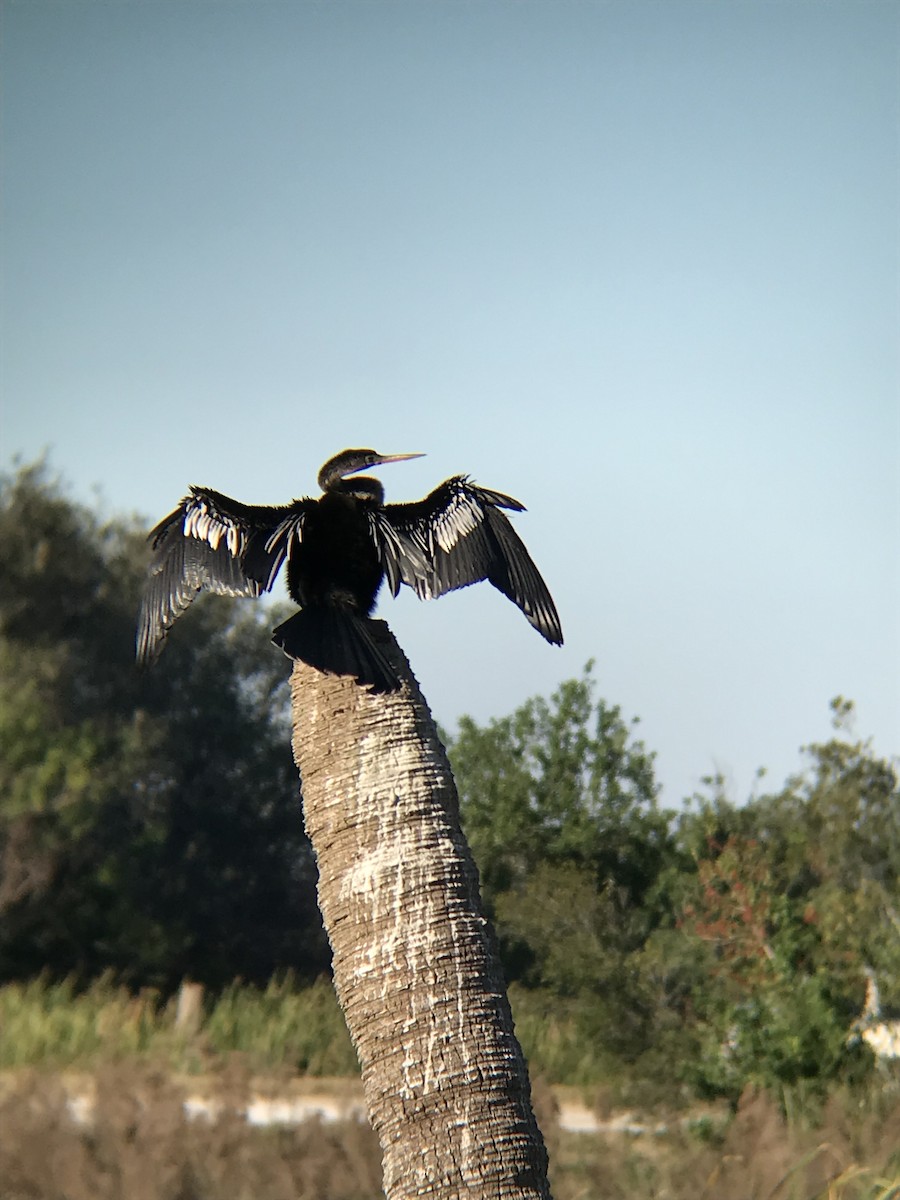 Anhinga - ML89030851