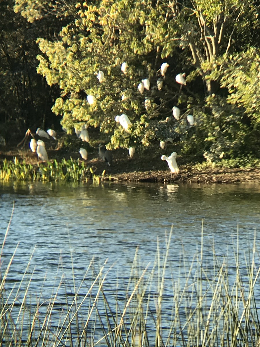 Snowy Egret - ML89030961