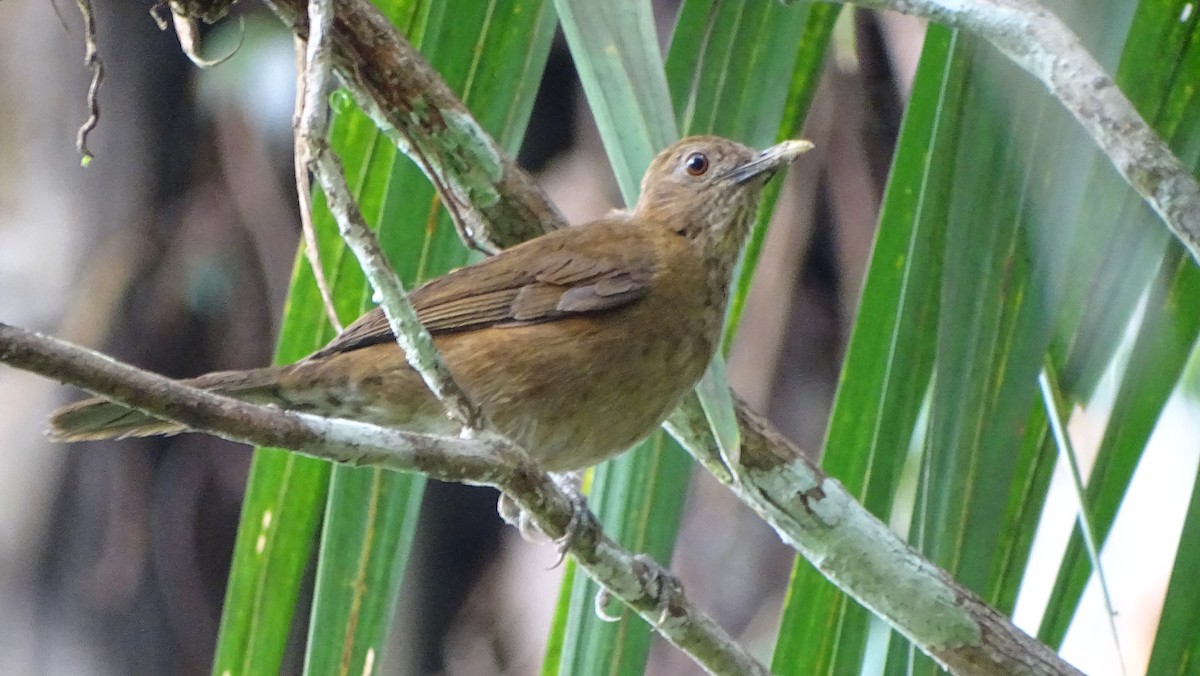 Varzea Thrush - Sergio LEON