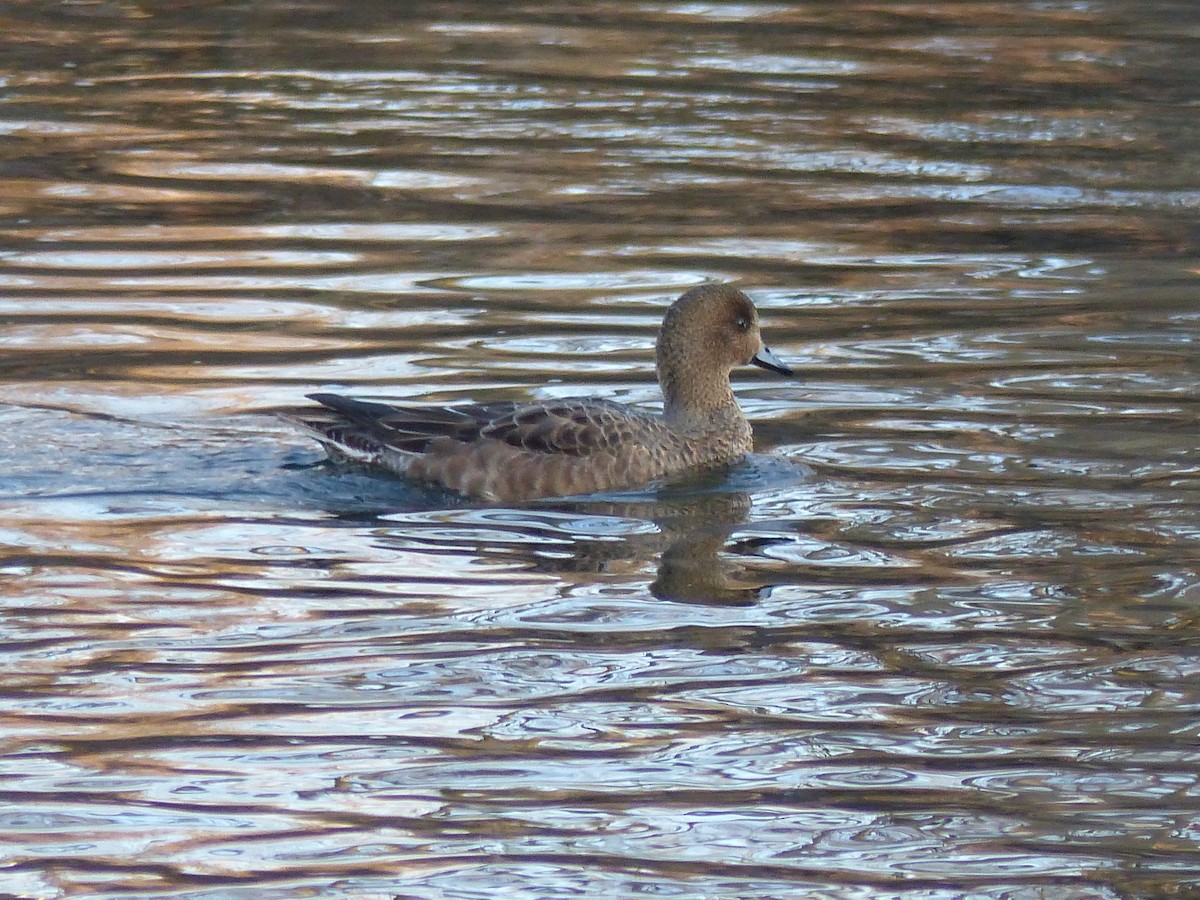 Eurasian Wigeon - ML89032291