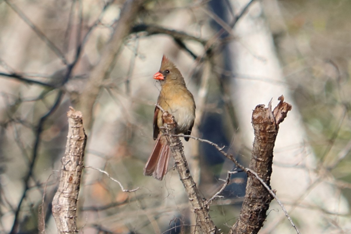 Northern Cardinal - Alta Tanner