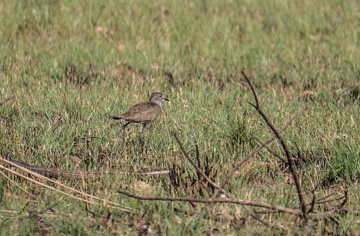 Senegal Lapwing - ML89037581