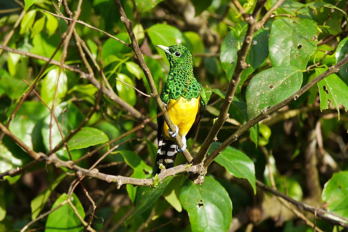 African Emerald Cuckoo - Randall Siebert