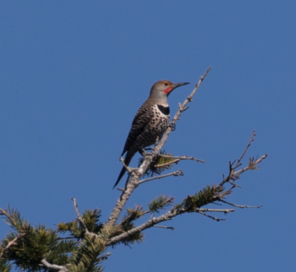 Northern Flicker - ML89039041