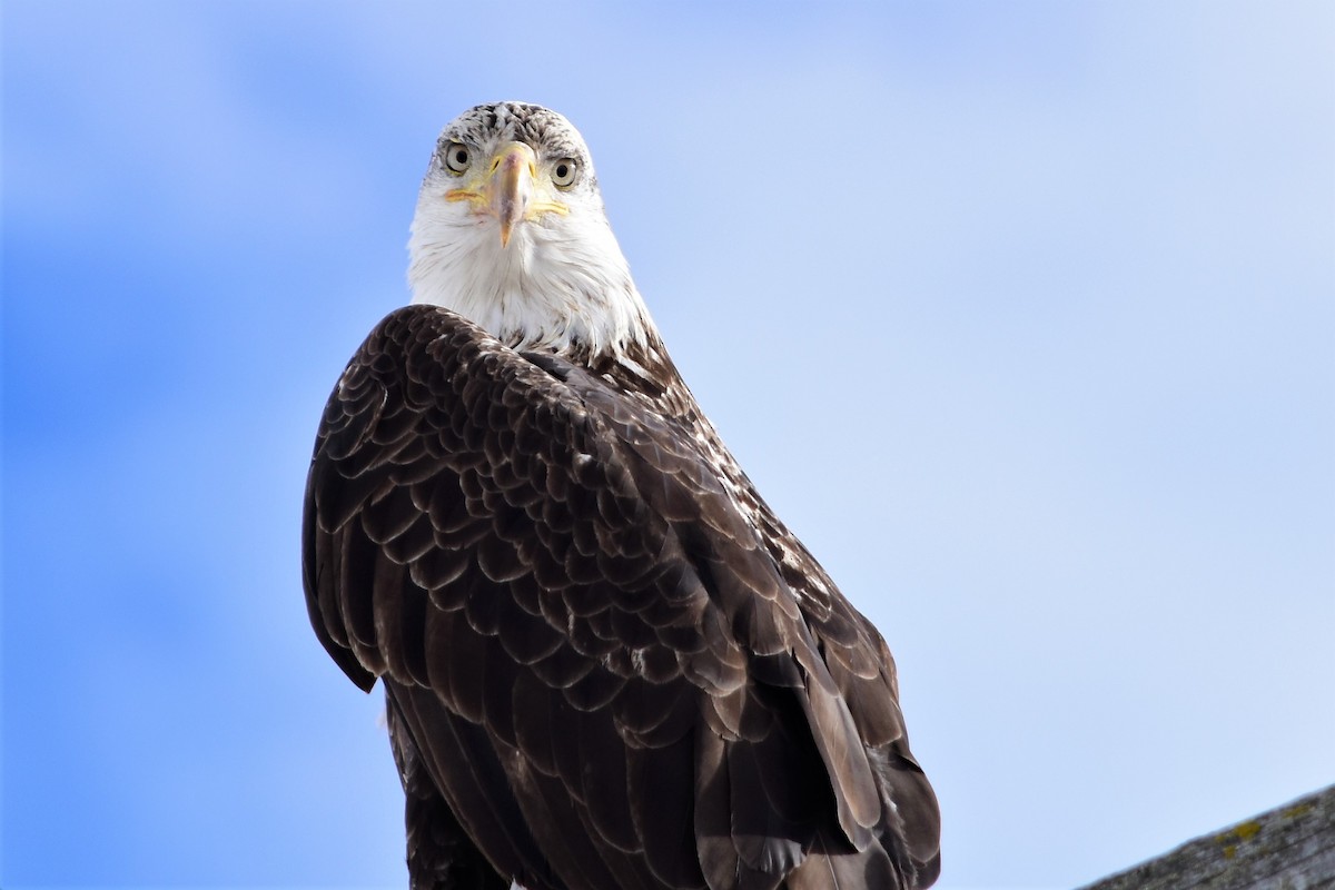 Bald Eagle - ML89039161