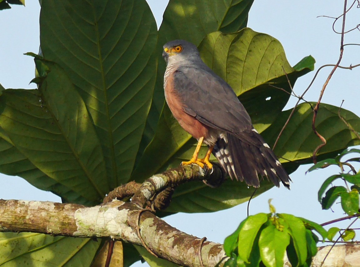 African Goshawk - ML89040281