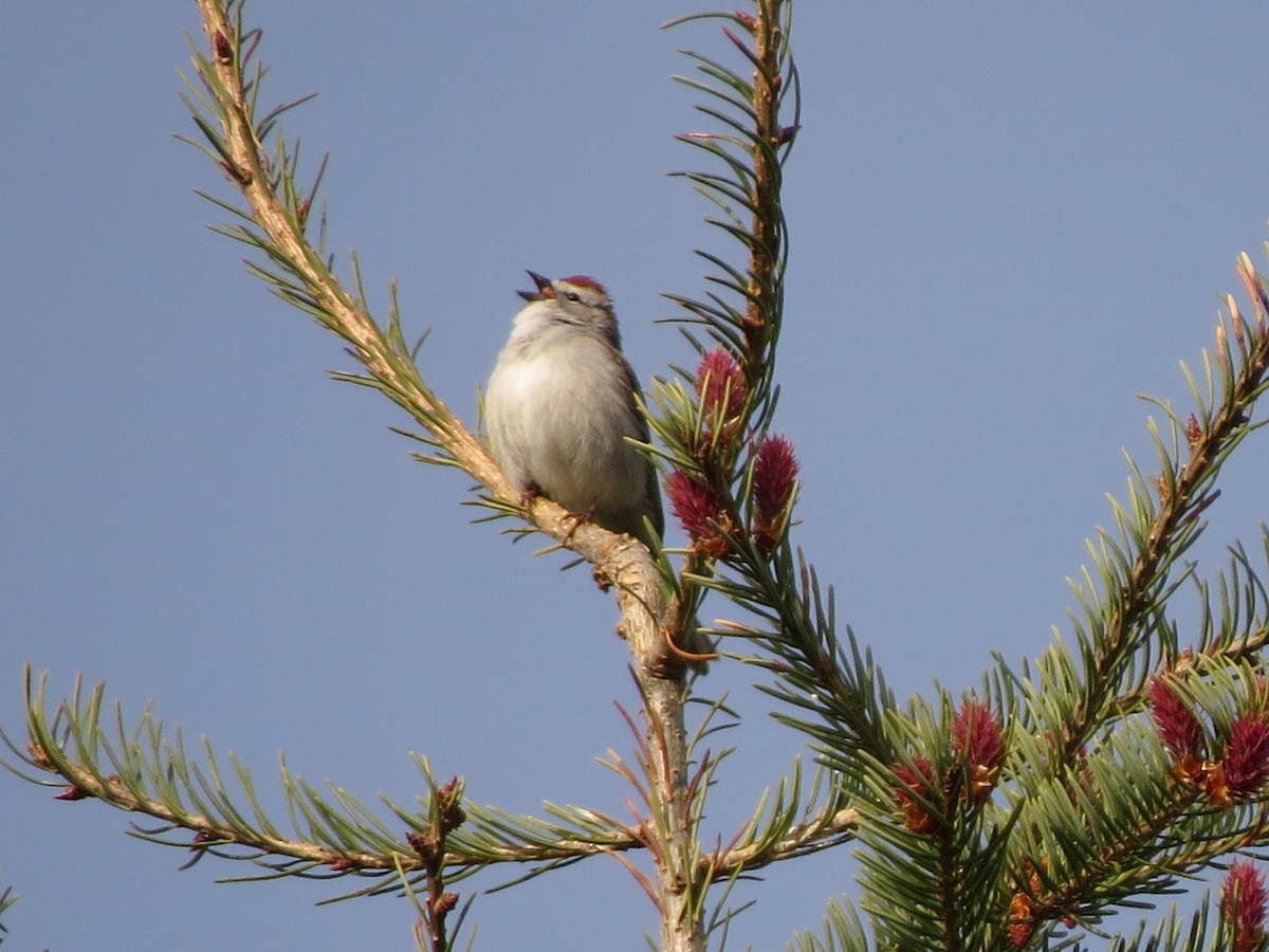 Chipping Sparrow - ML89040381