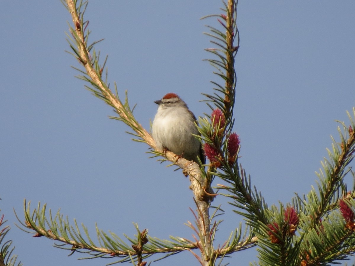 Chipping Sparrow - ML89040411
