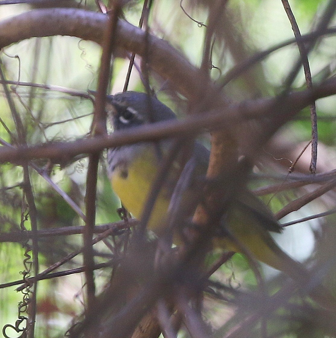 Dickichtwaldsänger - ML89040461