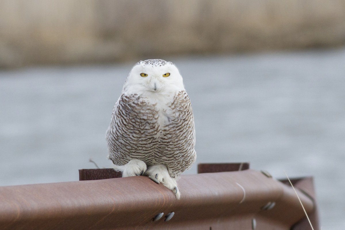 Snowy Owl - Samuel Paul Galick
