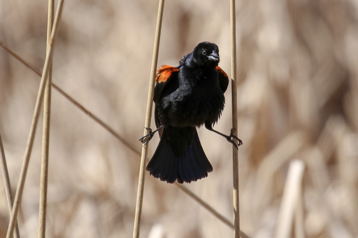 Red-winged Blackbird - ML89041451