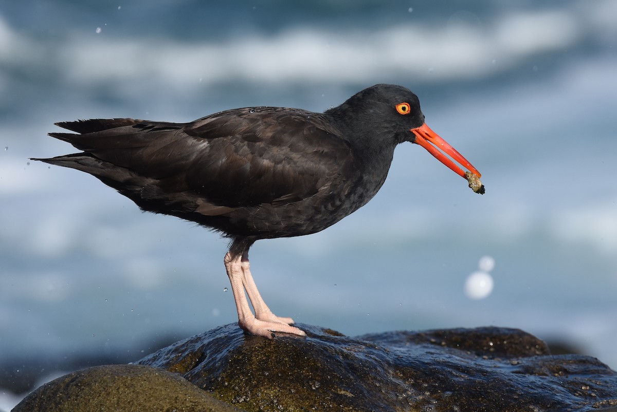 Black Oystercatcher - ML89042321