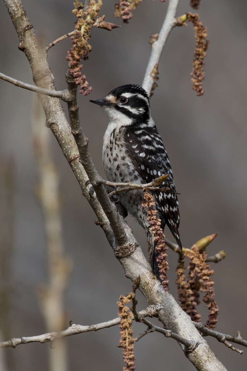 Nuttall's Woodpecker - ML89043541