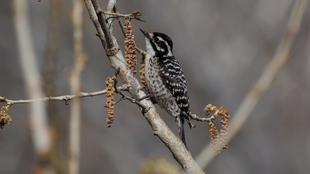 Nuttall's Woodpecker - ML89043551