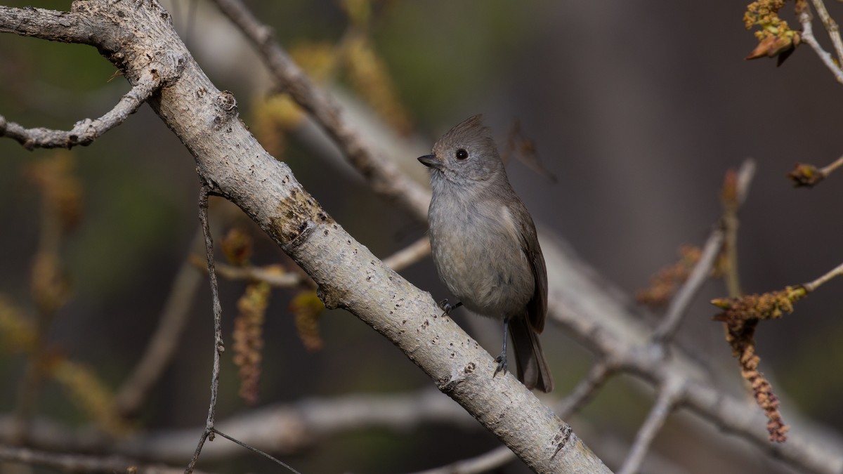 Oak Titmouse - Jim Gain