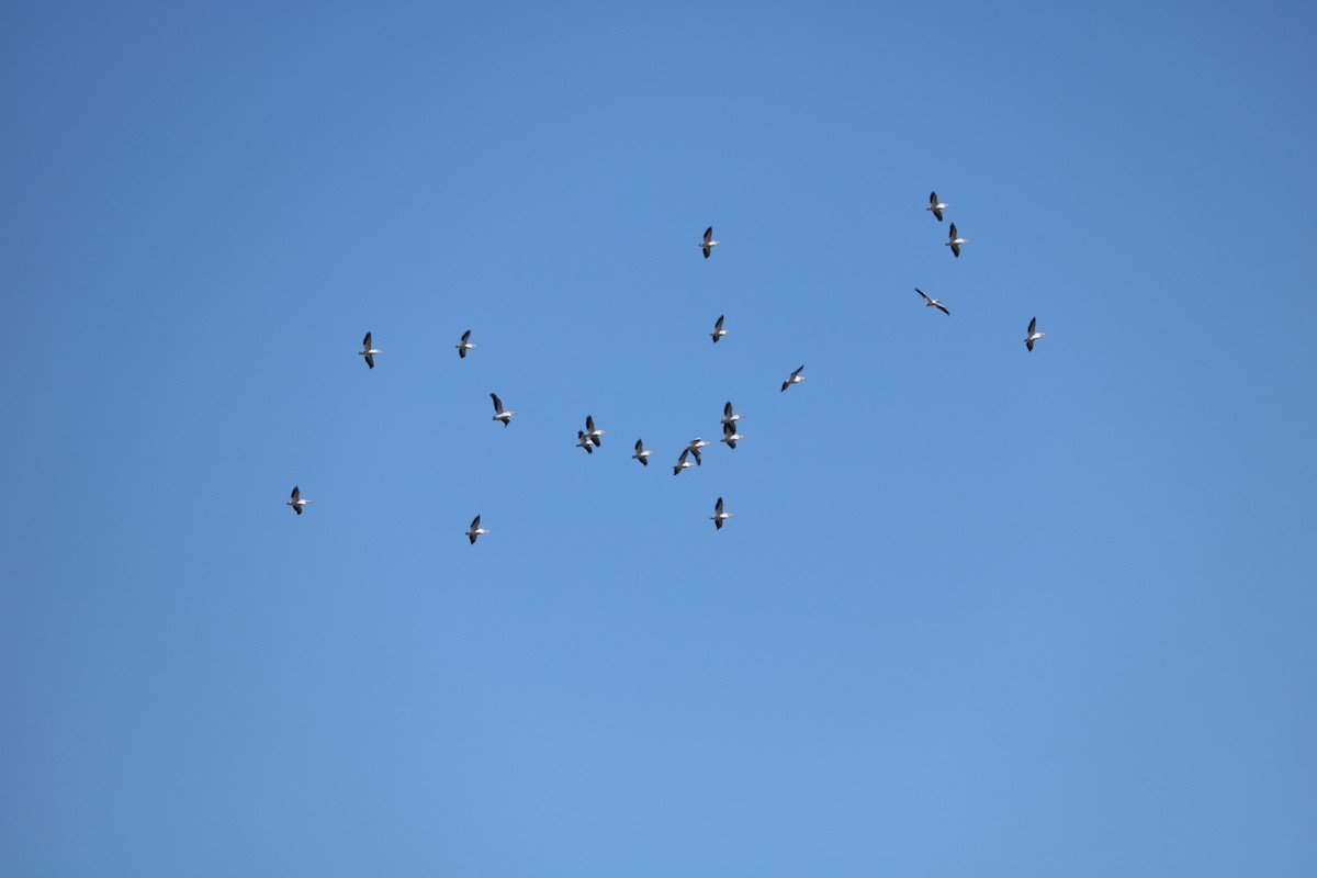 American White Pelican - ML89043871